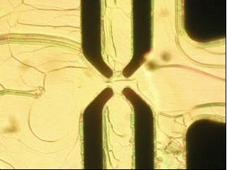 Figure 12: Polarizing Microscope image of a liquid crystal rotatable waveplate.